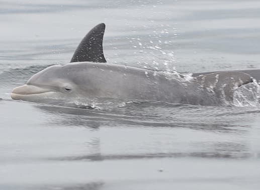 General photo of Oattie