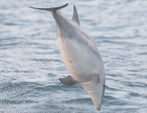 General photo of Lowrider