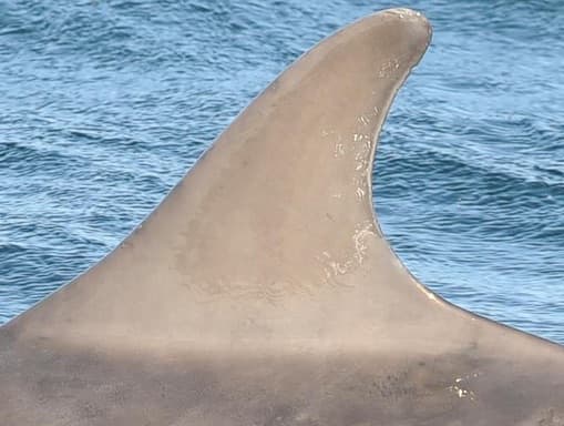 Left Dorsal Fin