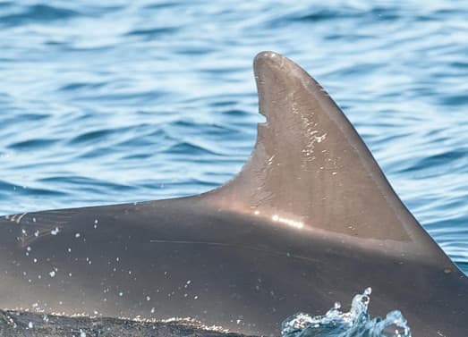 Left Dorsal Fin