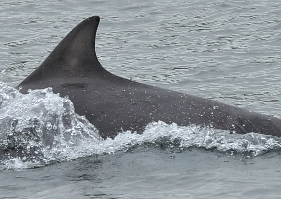 Left Dorsal Fin