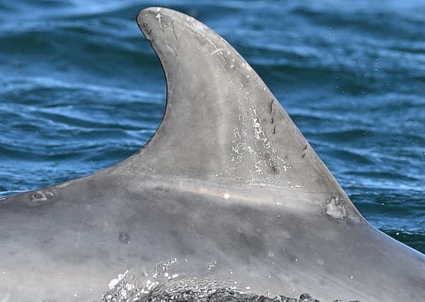 Left Dorsal Fin