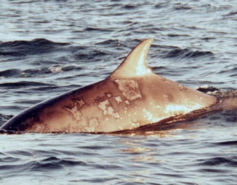 Left Dorsal Fin