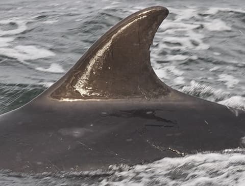 Left Dorsal Fin