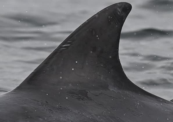 Left Dorsal Fin