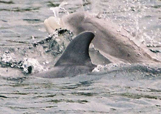 Left Dorsal Fin