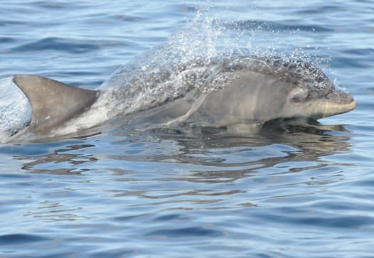 General photo of Pride