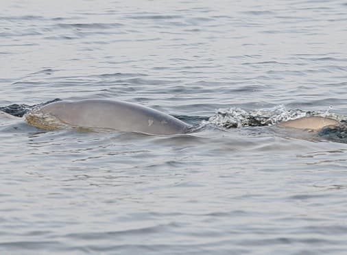 General photo of Shakira