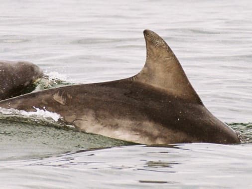 Left Dorsal Fin