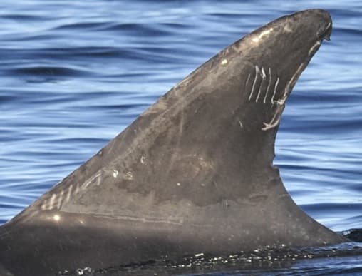 Left Dorsal Fin
