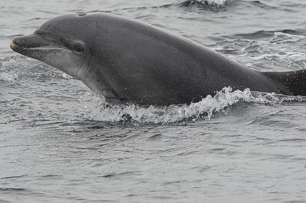 General photo of Tyrion