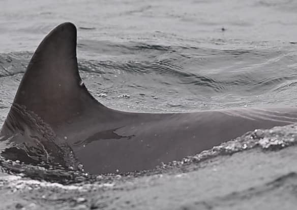 Left Dorsal Fin