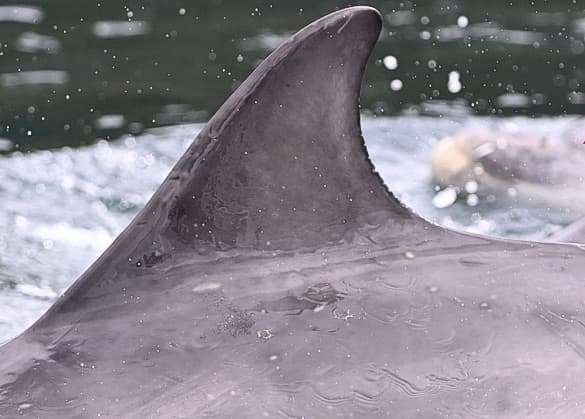 Left Dorsal Fin