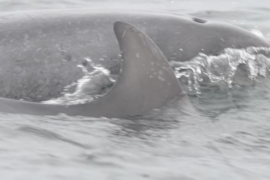 General photo of Pixie (Petri)