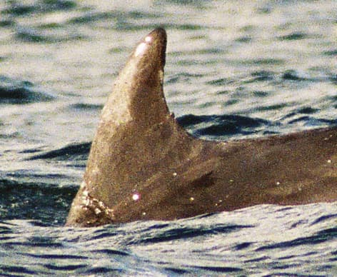 Left Dorsal Fin