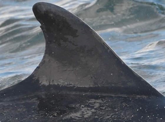 Left Dorsal Fin