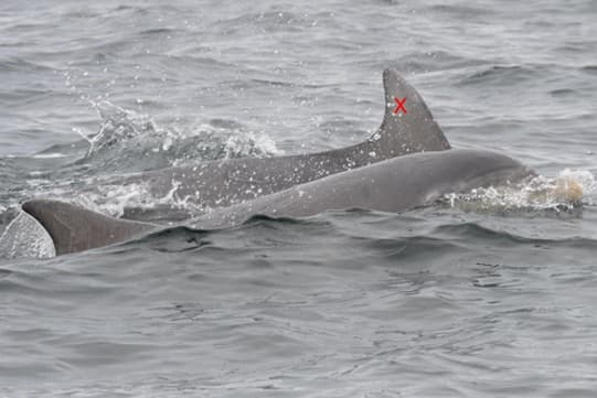 General photo of Monster