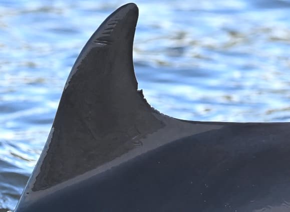 Left Dorsal Fin