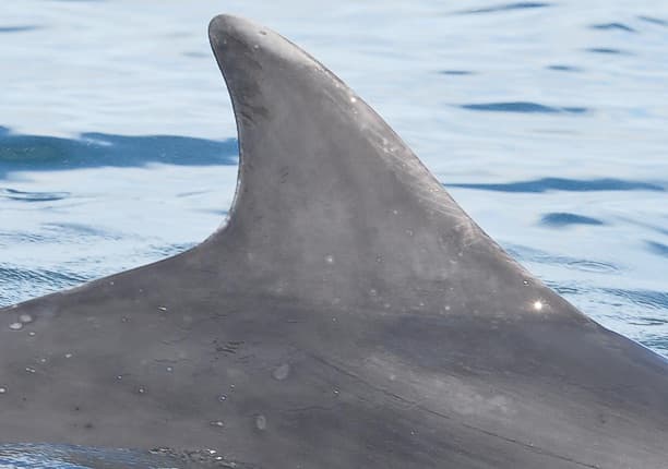 Left Dorsal Fin