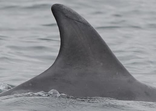 Left Dorsal Fin