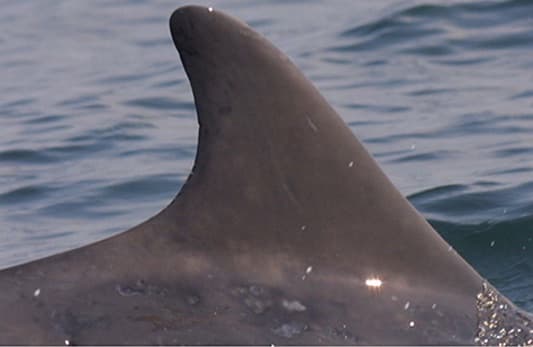 Left Dorsal Fin