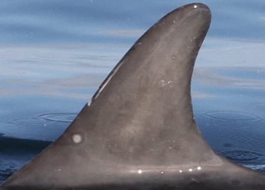 Left Dorsal Fin