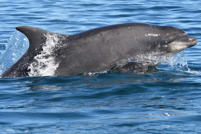 General photo of Romeo (Norman)