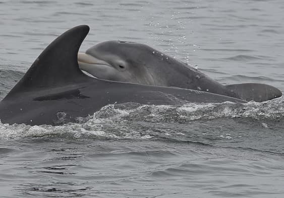 General photo of Tarantino