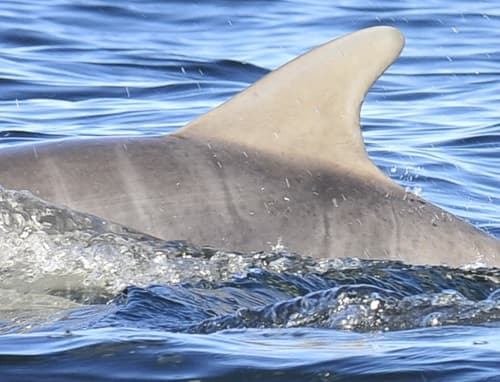Left Dorsal Fin