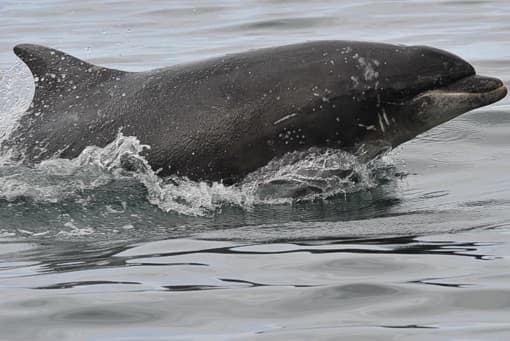 General photo of Vampire