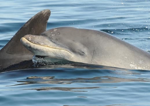 General photo of null