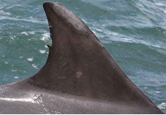 Left Dorsal Fin
