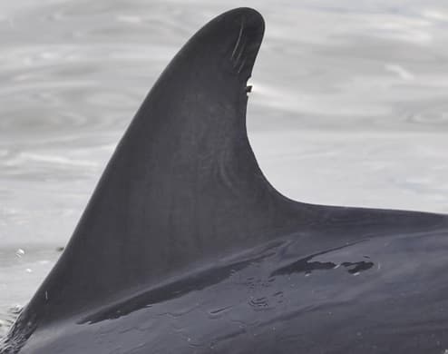 Left Dorsal Fin