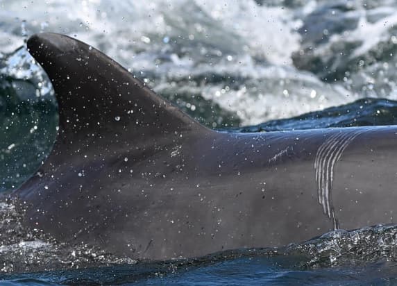 General photo of Peanuts