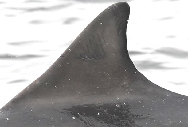 Left Dorsal Fin