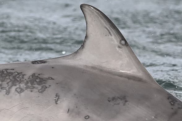 Left Dorsal Fin