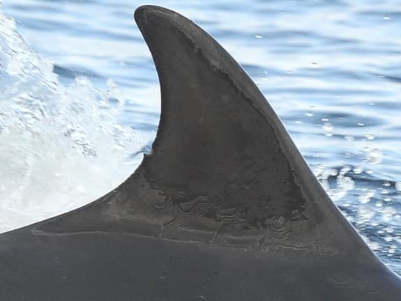 Left Dorsal Fin