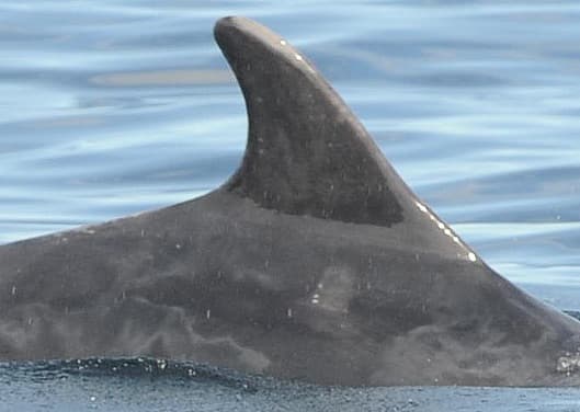 Left Dorsal Fin