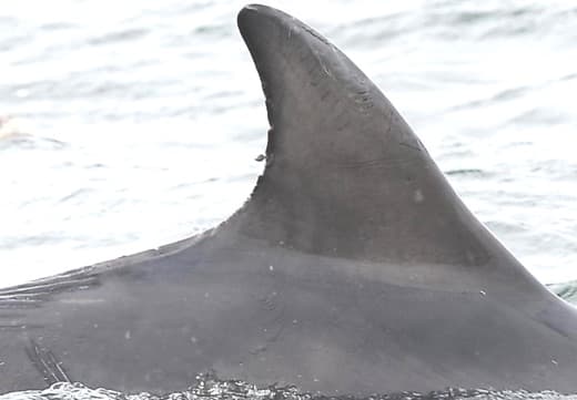 Left Dorsal Fin