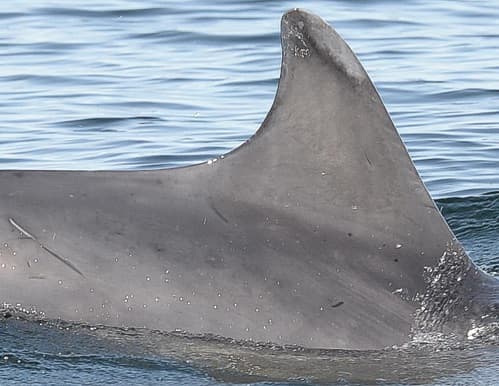 General photo of Elmo