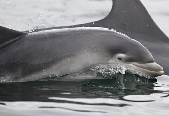 General photo of null