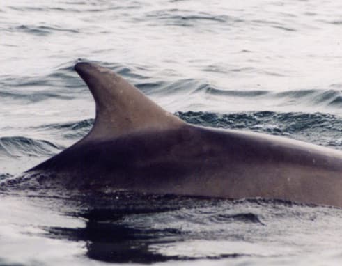 Left Dorsal Fin