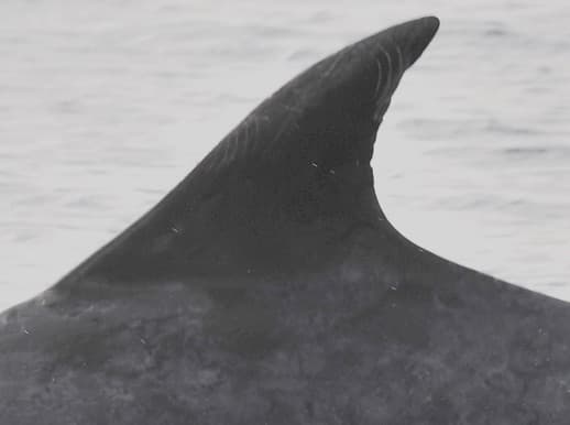 Left Dorsal Fin