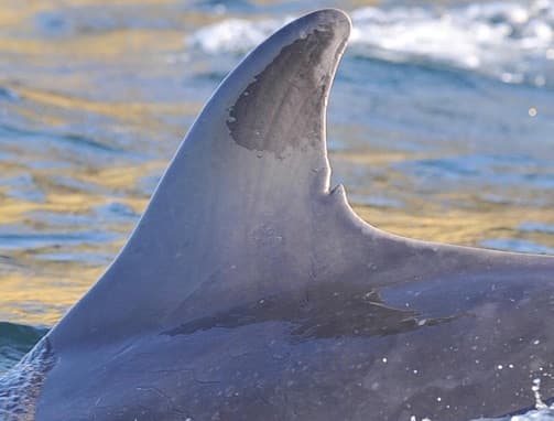 Left Dorsal Fin