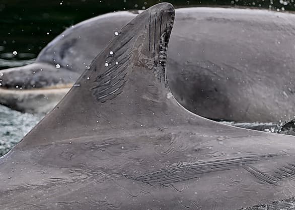 Left Dorsal Fin