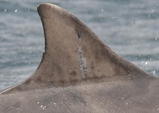 Left Dorsal Fin