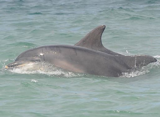 General photo of Indigo