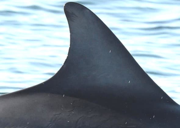 Left Dorsal Fin