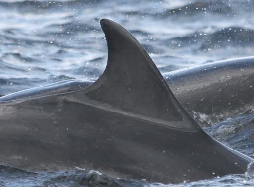 Left Dorsal Fin
