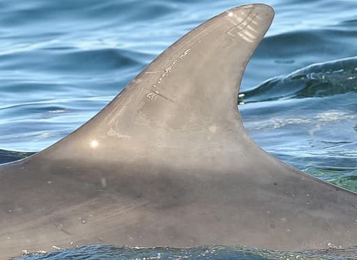 Left Dorsal Fin